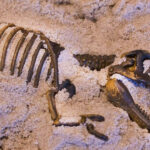 Fósseis minúsculos encontrados em lama de 1,7 bilhão de anos revelam pistas sobre a evolução da vida complexa. Fósseis minúsculos encontrados em lama de 1,7 bilhão de anos revelam pistas sobre a evolução da vida complexa.