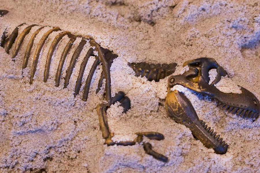 Fósseis minúsculos encontrados em lama de 1,7 bilhão de anos revelam pistas sobre a evolução da vida complexa.