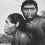 Proteínas dentárias ancestrais sugerem que o Homo erectus pode ter deixado um legado genético nas pessoas de hoje. Proteínas dentárias ancestrais sugerem que o Homo erectus pode ter deixado um legado genético nas pessoas de hoje.