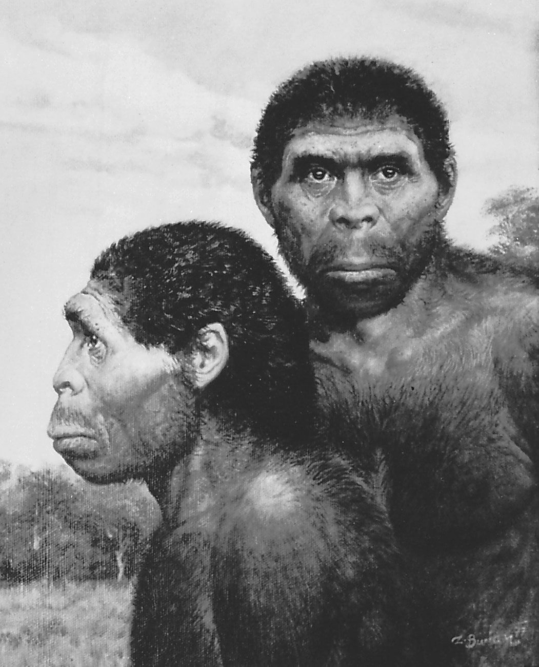 Proteínas dentárias ancestrais sugerem que o Homo erectus pode ter deixado um legado genético nas pessoas de hoje.