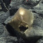 Uma ‘esfera dourada’ no fundo do oceano veio de um animal misterioso Uma ‘esfera dourada’ no fundo do oceano veio de um animal misterioso