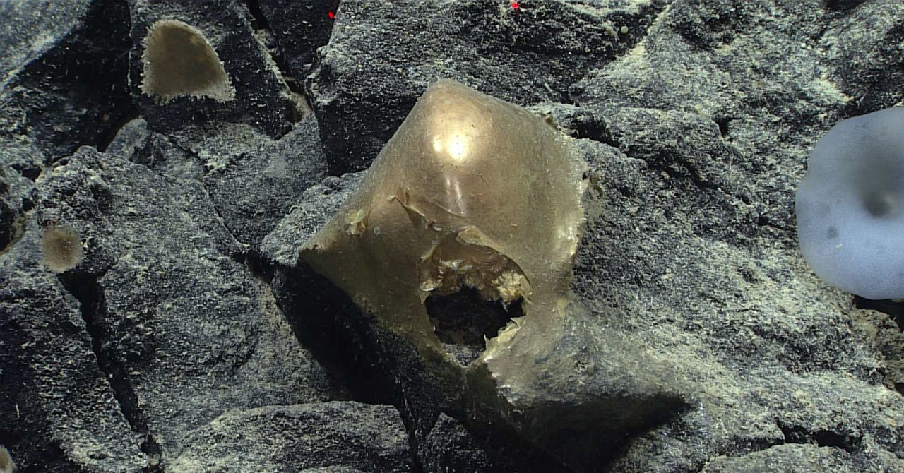 Uma ‘esfera dourada’ no fundo do oceano veio de um animal misterioso