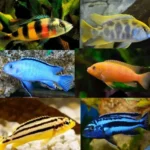 Parceria entre peixes e micróbios pode influenciar a saúde dos oceanos ao criar minerais que capturam carbono. Parceria entre peixes e micróbios pode influenciar a saúde dos oceanos ao criar minerais que capturam carbono.