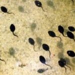 Caudas alaranjadas induzidas por predadores podem ajudar girinos a sobreviver ao redirecionar mordidas mortais. Caudas alaranjadas induzidas por predadores podem ajudar girinos a sobreviver ao redirecionar mordidas mortais.