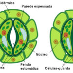 Forças foliares ajudam a direcionar os estômatos conforme as plantas jovens crescem, revelam experimentos. Forças foliares ajudam a direcionar os estômatos conforme as plantas jovens crescem, revelam experimentos.