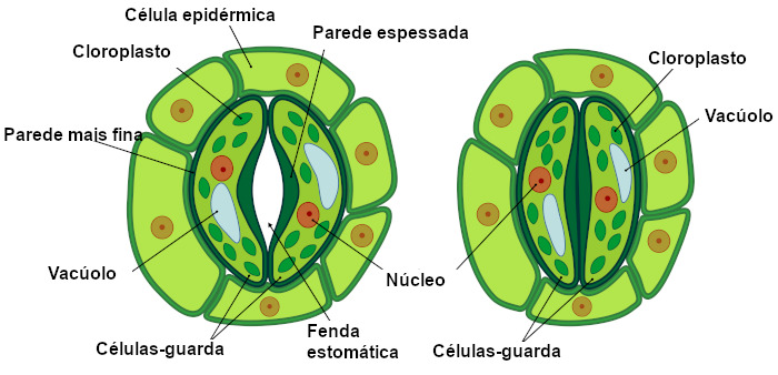 Forças foliares ajudam a direcionar os estômatos conforme as plantas jovens crescem, revelam experimentos.