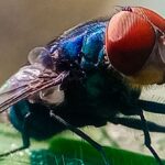 Não é para alarmar ninguém, mas as moscas-varejeiras carnívoras entraram nos EUA. Não é para alarmar ninguém, mas as moscas-varejeiras carnívoras entraram nos EUA.