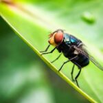 Os EUA têm um plano para combater a mosca-varejeira. Ele envolve muito mais moscas. Os EUA têm um plano para combater a mosca-varejeira. Ele envolve muito mais moscas.