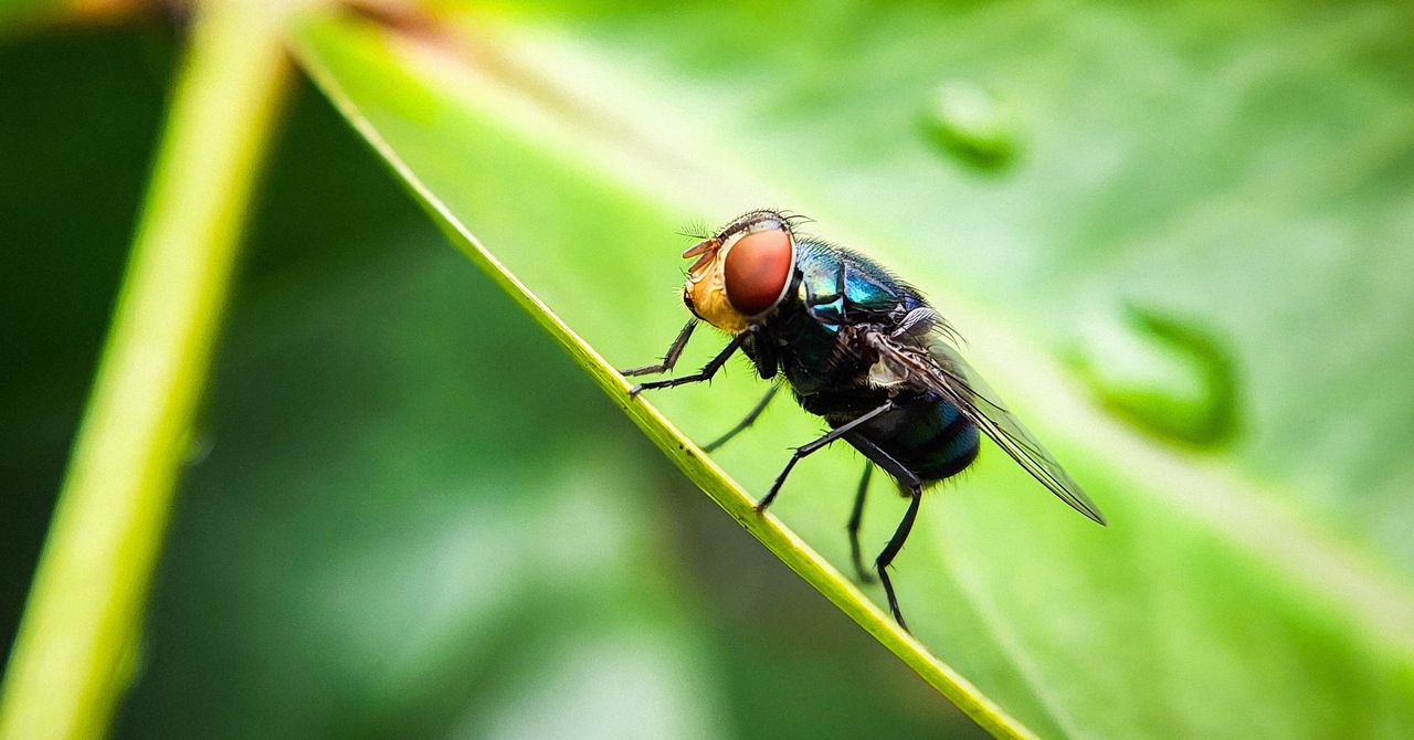 Os EUA têm um plano para combater a mosca-varejeira. Ele envolve muito mais moscas.