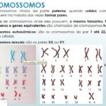 Por que o cromossomo Y retém o UTY?
