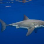 Grandes tubarões-brancos estão no Mar Mediterrâneo há milhões de anos, mas avistamentos são incrivelmente raros. Grandes tubarões-brancos estão no Mar Mediterrâneo há milhões de anos, mas avistamentos são incrivelmente raros.