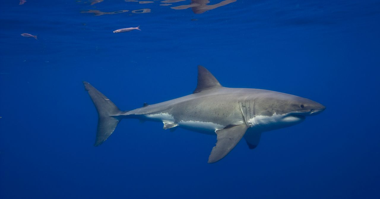 Grandes tubarões-brancos estão no Mar Mediterrâneo há milhões de anos, mas avistamentos são incrivelmente raros.