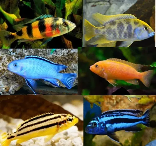 Por que restaurar rios não é o bastante: novas pesquisas mostram que peixes estão evoluindo em resposta aos rios feitos pelo homem
