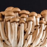 Fungos limosos tomam decisões usando fluxos de fluido internos Fungos limosos tomam decisões usando fluxos de fluido internos