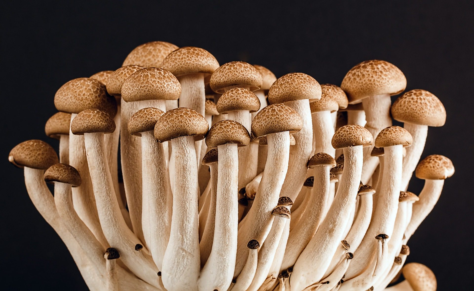 Fungos limosos tomam decisões usando fluxos de fluido internos