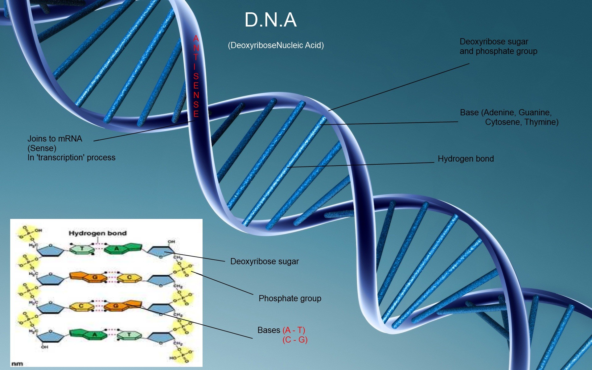Estudo de DNA antigo de europeus pós-romanos revela o surgimento de uma nova sociedade complexa