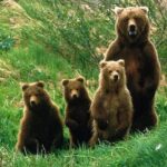 Nova espécie de urso-cachorro do Mioceno Médio descrita em homenagem a Salvador Moyà-Solà Nova espécie de urso-cachorro do Mioceno Médio descrita em homenagem a Salvador Moyà-Solà