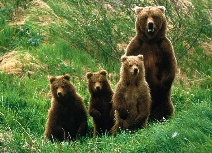 Nova espécie de urso-cachorro do Mioceno Médio descrita em homenagem a Salvador Moyà-Solà